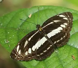 Neptis nata