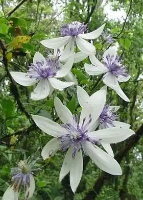 Description de l'image Clematis akoensis.jpg.