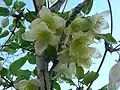 Clematis cirrhosa