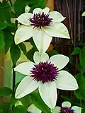 Clematis florida 'bicolor'.