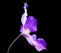 Clematis xjackmanii