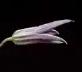 Clematis xjackmanii