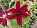 Clematis patens Rebecca 'Evipo016'