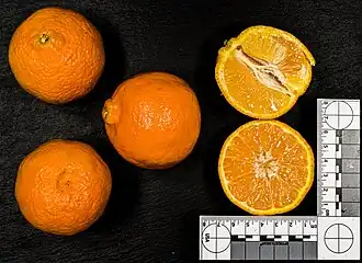 Image illustrative de l’article Clementinas de las Tierras del Ebro