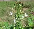 Gynophore(milieu, fleur gauche) d'une Cleome gynandra.