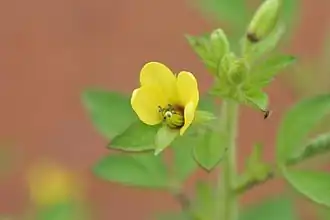 Cleome viscosa