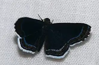 Description de l'image Cleonus Metalmark (Detritivora cleonus) (40403458631).jpg.