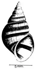 Cleopatra ferruginea.
