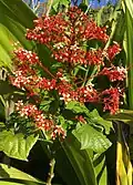 Clérodendron.
