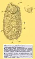 Climacostomum virens (Ehrenberg, 1834) Stein, 1859.
