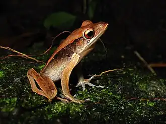 Description de l'image Clinotarsus alticola from Thailand.jpg.