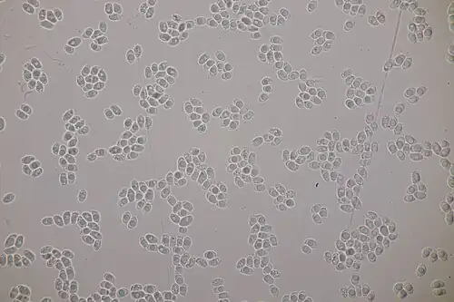 Spores.