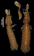 Cloridina inflata