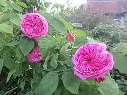 'Yolande d'Aragon'