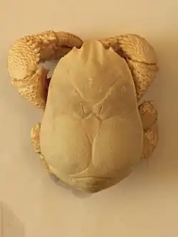 Kiwa tyleri, un Kiwaidae.