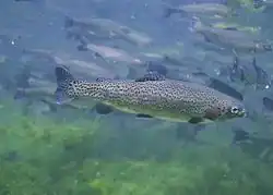 Photographie d'un poisson dans l'eau parmi ses congénères.
