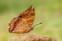 Photo en gros plan d'un papillon posé. On voit le détail du revers de ses ailes et ses antennes se distinguent de l'arrière plan