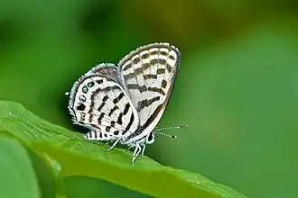 Tarucus venosus