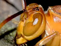 Parapolybia indica