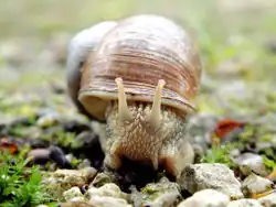 Escargot à la coquille brune