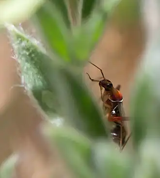 Description de l'image Closterocoris amoenus.jpg.
