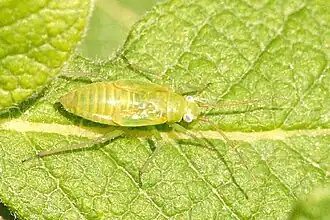 Forme juvénile