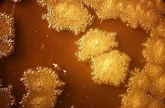 Description de l'image Clostridium sporogenes CDC 15884.jpg.