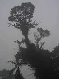 Une brume dense sature l'air dans le Parc international La Amistad (Panama).