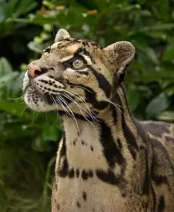 Panthère nébuleuse