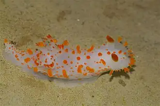 Triopha catalinae