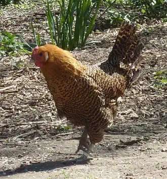 Poule de Westphalie