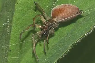 Description de l'image Clubiona trivialis2.jpg.