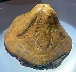 Clypeaster portentosus (Miocène)