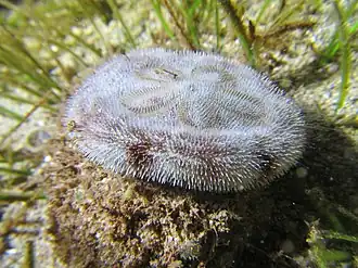 Clypeaster reticulatus, un Clypeasteroida