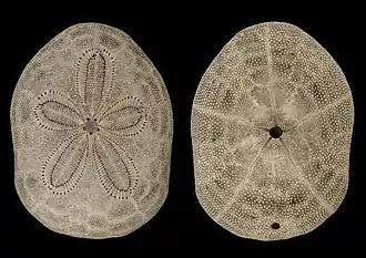 Clypeaster reticulatus (famille des Clypeasteridae).