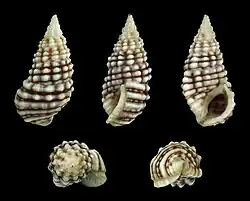 Clypeomorus persica