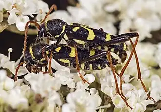 accouplement