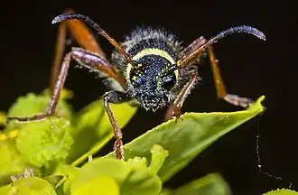 Portait