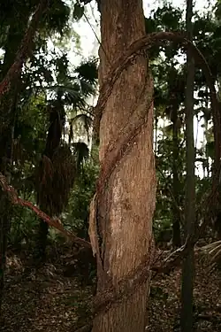 Austrocallerya megasperma enroulée autour du tronc d'un arbre.