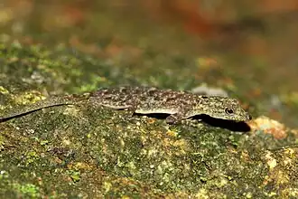 Description de l'image Cnemapspis literioralis.jpg.