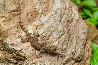 Gecko Cnemaspis chanardi.