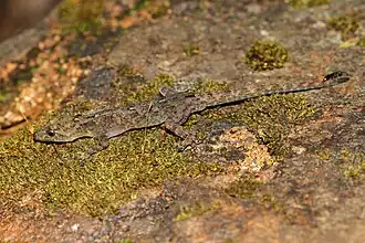 Description de l'image Cnemaspis nilgirica.jpg.