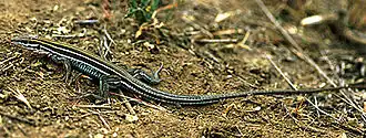 Description de l'image Cnemidophorus_hyperythrus.jpg.