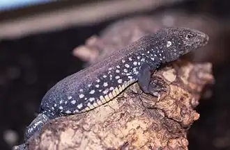 Description de l'image Cnemidophorus vanzoi.jpeg.