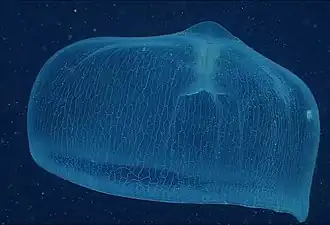 Deepstaria enigmatica
