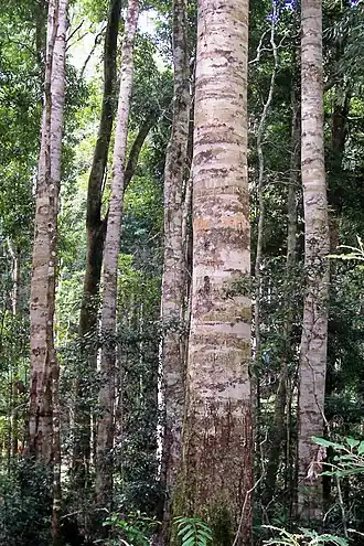 Description de l'image Coachwood -Nymboi-Binderay National Park.jpg.