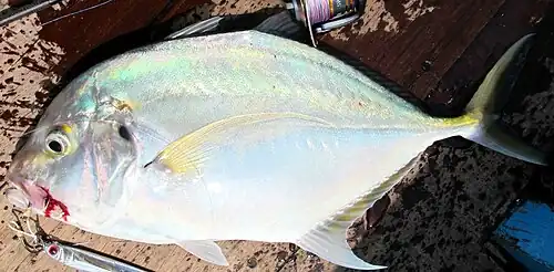 Carangoides caeruleopinnatus
