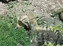 Coati Brun