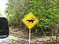 Panneau de signalisation routière signalant un passage de coatis au Guatemala .