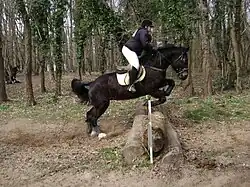 Dans un sous-bois, un cheval bai foncé trapu franchit un ensemble de petits troncs d'arbre.